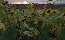 Photos éffectuées par les clients de Rosa dei Venti