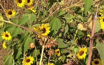 Photos éffectuées par les clients de Rosa dei Venti