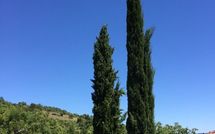 Photos éffectuées par les clients de Casa Caldesi