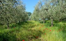 Photos éffectuées par les clients de Podere San Bono