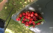 Photos éffectuées par les clients de Cegliolo