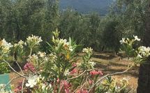 Photos éffectuées par les clients de Al Seminario