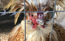 Photos éffectuées par les clients de Rocca di Cetona