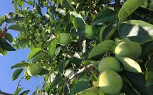 Photos éffectuées par les clients de Guardistallo