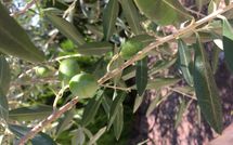 Photos éffectuées par les clients de Villa la Fragola