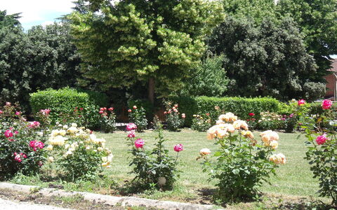 Villa Rocchi: Jardin, Fleur, Jardin Botanique, Arbuste, Plante, Roses Jardin, Famille Rose, Rose, Botanique, Arbre