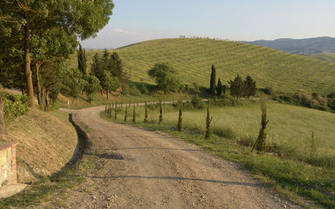 Agriturismo Il Gattero: Route, Paysage Naturel, Arbre, Zone Rurale, Rue, Piste, Voie, Colline, Infrastructure
