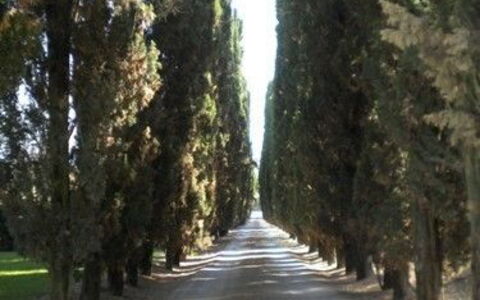 Borgo Santinovo: Arbre, Route, Rue, Voie, Lumière, Suppression Des Plantes Ligneuses, Biome, Plante, Bosquet