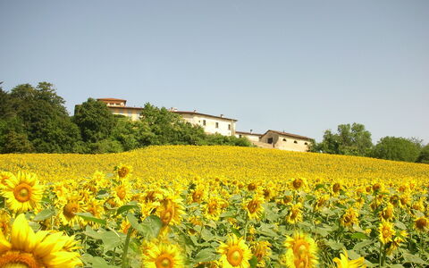 Villa Del Conte: Fleur, Tournesol, Plante À Fleurs, Champ, Jaune, Plante, Ciel, Paysage Naturel, Tournesol, Plantation