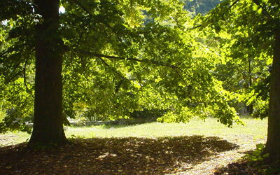 Le jardin a de nombreux grands arbres