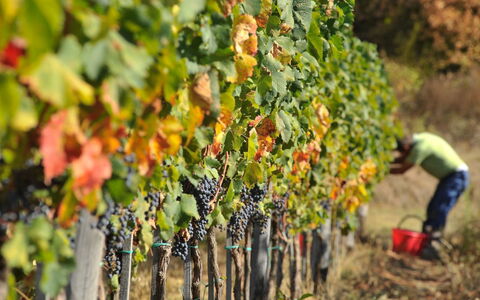 Villa Mandorlo: Plante, Aliments, Fruit, Agriculture, Aliments Naturels, Arbre