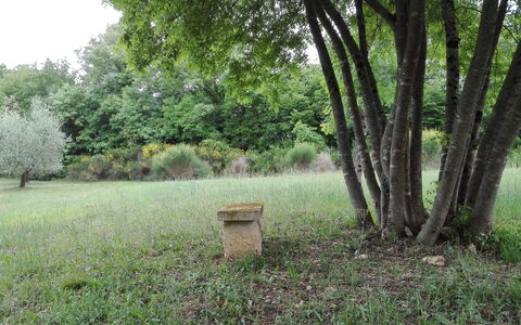 Agriturismo La Pieve: La Nature, Arbre, Paysage Naturel, Réserve Naturelle, Herbe, Vert, Environnement Naturel, Des Bois, Biome, Lot Terre