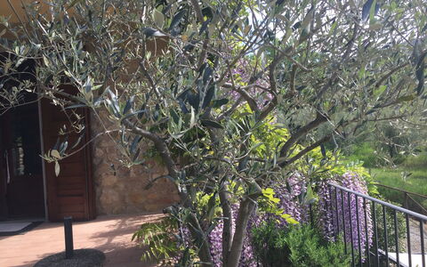 Casa Alla Minuccia Di Villa a Sesta: Arbre, Plante, Suppression Des Plantes Ligneuses, Printemps, Fleur, Branche, Arbuste, Brindille, Maison