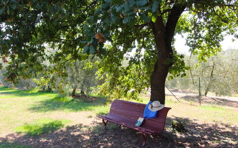 Galleria di Brolio: Plante, Meubles, Extérieur Banc, Vert, Arbre, Ombre, Mobilier De Jardin, Confort, Paysage Naturel, Végétation