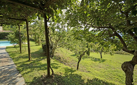 Villa Magnolia: Arbre, La Nature, Paysage Naturel, Vert, Végétation, Herbe, Environnement Naturel, Réserve Naturelle, Branche, Suppression Des Plantes Ligneuses