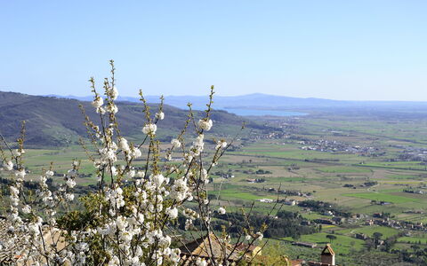 Appartamento Il Teatro: Chaparral, Colline, Arbre, Plante, Est Tombée, Montagne, Communauté Des Plantes, Paysage, Wildflower, Fleur