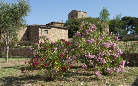 Borgo Casa Di Lappi: Fleur, Plante, Arbre, Printemps, Arbuste, Zone Rurale, Plante À Fleurs, Architecture, Maison, Communauté Des Plantes