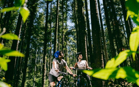 Fattoria Fronzano: Plante, Arbre, Branche, Fleur, Terrestre Des Plantes, Paysage Naturel, Organisme, Tronc, Biome