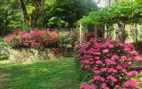 Palazzo Rosadi: Fleur, Plante, Communauté Des Plantes, Arbre, Botanique, Pétale, Végétation, Biome, Herbe, Suppression Des Plantes Ligneuses