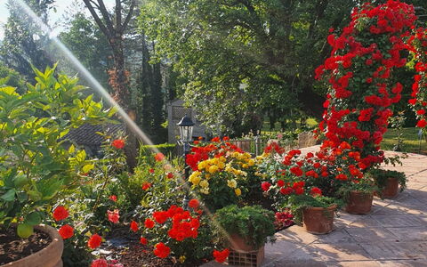 Torre del Cielo: Fleur, Plante, Communauté Des Plantes, Pétale, Pot De Fleur, Arbre, Herbe, Arbuste, Couverture De Sol, Plante À Fleurs