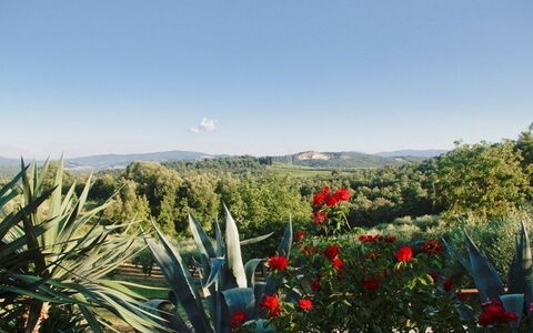 Gli Appartamenti Di Manuela: Végétation, Fleur, Plante, Botanique, Ciel, Communauté Des Plantes, Arbre, Paysage, Agave, Wildflower