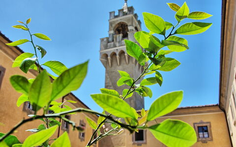 Montegufoni: Feuille, Fleur, Plante, Arbre, Branche, Plante À Fleurs, Adaptation, Plante D'Appartement