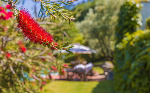 Villa Roncovisi: Fleur, Plante, Botanique, Arbre, Plante À Fleurs