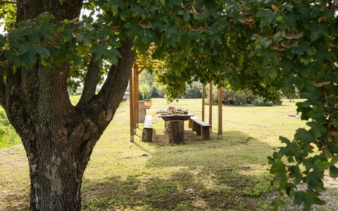 Incanto Toscano: Plante, Branche, Botanique, Ombre, Arbre, Végétation, Lumière Du Soleil, Biome, Herbe, Paysage Naturel