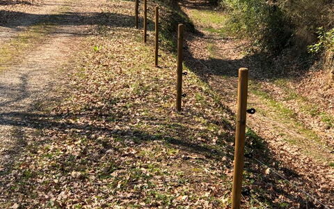 L'incanto: Plante, Arbre, Paysage Naturel, Bois, Tronc, Herbe, À Feuilles Caduques, Suppression Des Plantes Ligneuses, Couverture De Sol, Arbuste