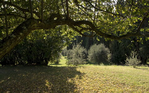 Villa Dorella Di Montaperti: Arbre, Paysage Naturel, La Nature, Lumière Du Soleil, Végétation, Environnement Naturel, Herbe, Feuille, Branche, Lumière