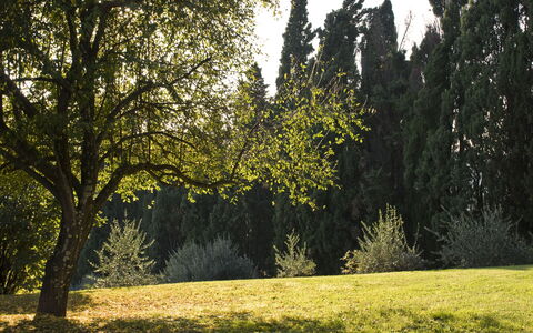 Villa Dorella Di Montaperti: Arbre, Paysage Naturel, La Nature, Vert, Végétation, Herbe, Environnement Naturel, Ciel, Lumière Du Soleil, Lumière