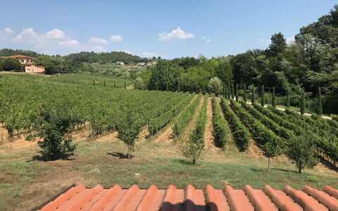 Il Sogno Tra i Vigneti: Vignoble, Agriculture, Plantation, Surgir, Champ, Plante, Ferme, Zone Rurale, Arbre