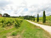 Il Sogno Tra i Vigneti