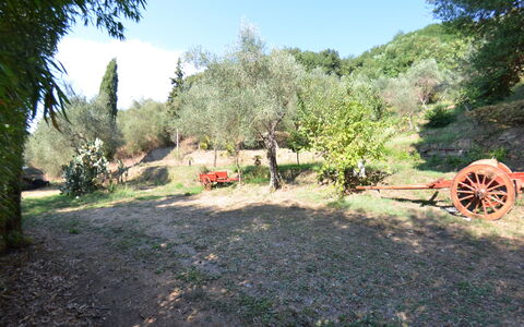 Collina Lagomare: Propriété, Paysage Naturel, Arbre, Biome, Zone Rurale, Paysage, Herbe, Communauté Des Plantes, Lot Terre, Plante