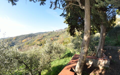 La Cipressa: Arbre, Végétation, Environnement Naturel, Région Sauvage, Ciel, Botanique, Printemps, Feuille, Suppression Des Plantes Ligneuses, Plante