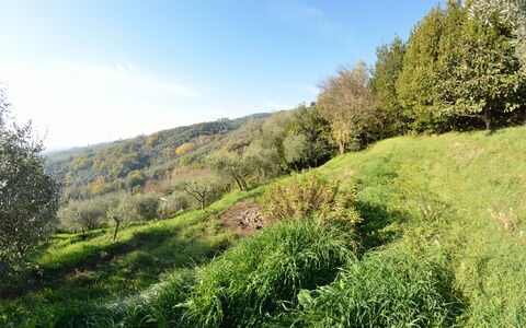 La Cipressa: Paysage Naturel, Végétation, La Nature, Vert, Environnement Naturel, Herbe, Arbre, Région Sauvage, Réserve Naturelle, Feuille