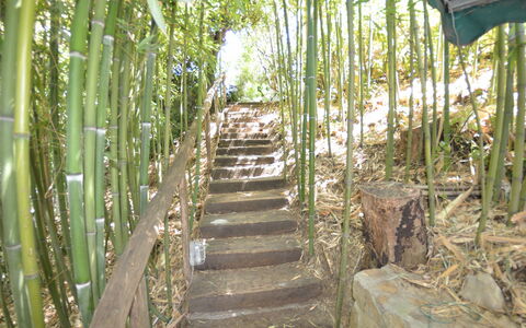 Il Corbezzolo: Arbre, Réserve Naturelle, Botanique, Plante, Famille Grass, Forêt, Jungle, Terrestre Des Plantes, Forêt Tropicale