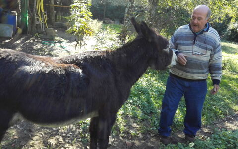 Petra: Vertébré, Cheval, Animal De Troupeau, Bétail, Arbre, Crinière, Plante, Faune