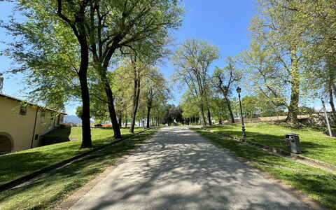 Alle Mura: Arbre, Branche, Feuille, Herbe, La Nature, Surface De La Route, Route, Espace Public, Asphalte, Rue