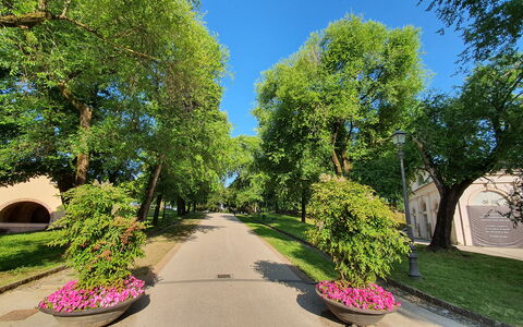 Casina Bella Di Lucca: Feuille, Arbre, Vert, La Nature, Branche, Surface De La Route, Végétation, Arbuste, Espace Public, Rue