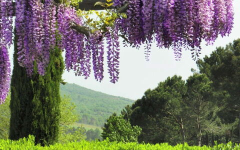 Villa Felciai: Fleur, Lavande, Plante, Violet, Violet, Printemps, Botanique, Arbre, Lupin, Wisteria