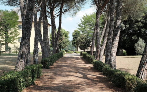 Luna Di Cortona: Arbre, Paysage Naturel, Suppression Des Plantes Ligneuses, Passerelle, Botanique, Herbe, Plante, Famille Grass, Route, Parc