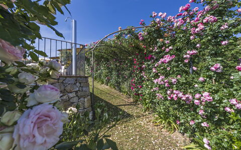 Villa Solaria: Fleur, Plante, Roses Jardin, Jardin, Plante À Fleurs, Famille Rose, Rose, Rose, Mur, Printemps