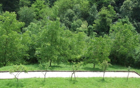 Bottino: Arbre, Végétation, Vert, La Nature, Réserve Naturelle, Paysage Naturel, Herbe, Environnement Naturel, Biome, Plante