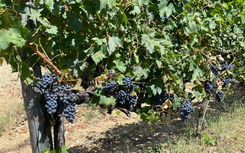 La Corte Di Campalli: Plante, Fruit, Aliments, Arbuste, Arbre, Couverture De Sol