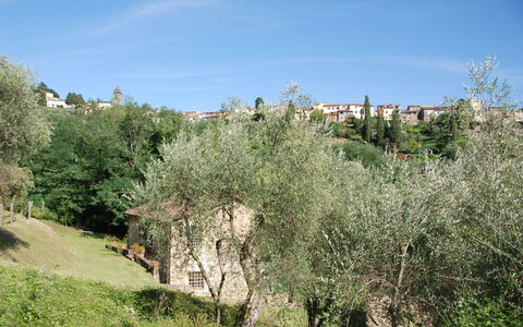 Magrini: Végétation, Arbre, Paysage Naturel, Formations Arbustives, Communauté Des Plantes, Biome, Famille Grass, Plante, Herbe, Feuille