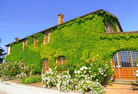 Villa Venanzo: Propriété, Maison, Vert, Végétation, Mur, Bâtiment, Chalet, Arbuste, Plante, Zone Rurale