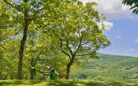 Casa Di Lilli: Feuille, Arbre, Branche, Vert, Environnement Naturel, La Nature, Végétation, Prairie, Des Loisirs, Tronc