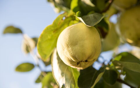 Sequerciani: Arbre, Fruit, Plante, Fleur, Aliments, Feuille, Branche, Produire, Plante À Fleurs