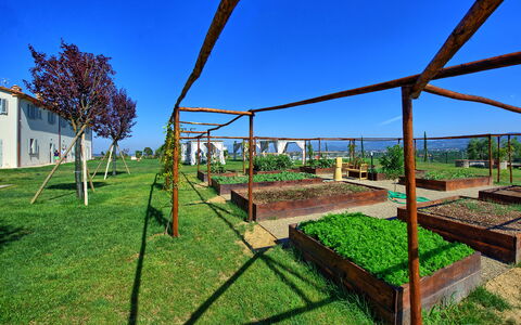 Il Sole Di Vino: Immobilier, Herbe, Ciel, Arbre, Architecture, Maison, Lot Terre, Zone Rurale, Paysage, Plante